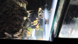 BN Pleco Feeding Frenzy