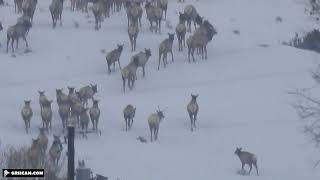 "Elk Rent" Payment for Presence Program: Ranch footage