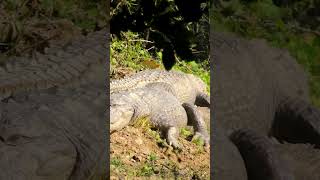 Beware! It's Dangerous! Two massive crocs basking in forest #uttarakhand #khatima