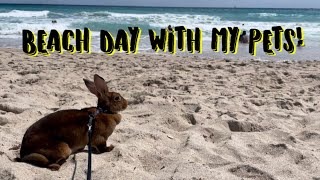 Beach Day With My Pets!