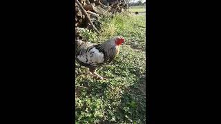 Mr. Parker & Larry-2 roosters who get along fine