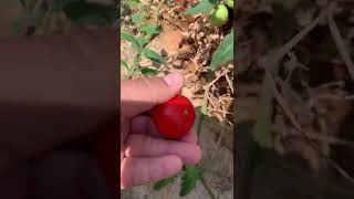 Colheita braba de tomate