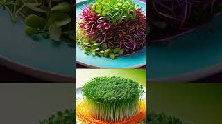 Microgreens vs. Sprouts: Know the Differences! 🌱🪴 #HealthTips #Nutrition #Microgreens #Sprouts