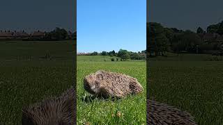 3 cool facts about the HEDGEHOGS #animals #creaturesfacts