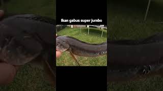 Mancing ikan gabus super jumbo