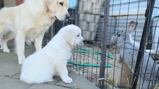 DITL 7 week old golden retriever puppies (The Sweets Litter)