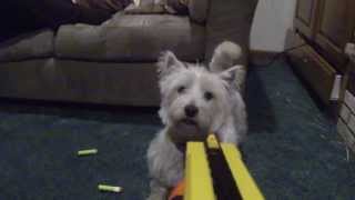 Shooting westie dog with nerf gun