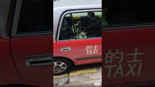 Chiwawa taking Taxi #的士 #taxi #吉娃娃 #dog  #cutedog