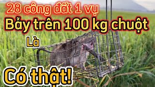 Nghề bẫy chuột làm chơi ăn thiệt @VVC