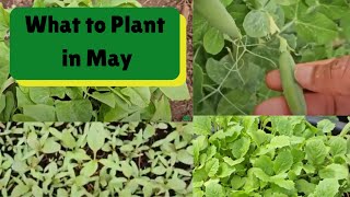 What to Plant in May