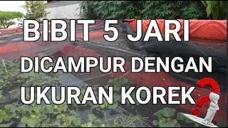 CARA BUDIDAYA IKAN GURAME DI KOLAM BETON || BIBIT UKURAN 5 JARI DICAMPUR DENGAN UKURAN KOREK ?