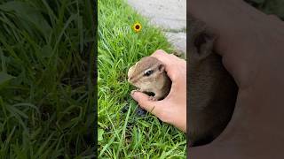 Chippy最後が最高にかわいい😍#chipmunk #cuteanimals #shorts #chipmunkparadise #しまりす