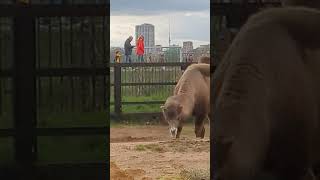 Meet two humps Camel#london #londonzoo #animallover