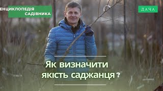 Що Таке Неякісний Саджанець? Основні Ознаки Неякісних Саджанців.