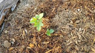 Planting a blackberry hedge in the AZ desert. Gardening tips