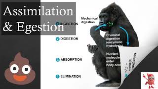 What happens to Food in our Body After Digestion? | Assimilation & Egestion | NEET Biology