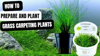 A BEGINNERS GUIDE TO AQUARIUM GRASS CARPETING PLANTS