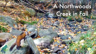 A Northwoods Creek in Fall