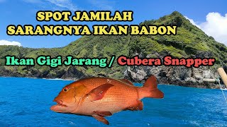 IKAN GIGI JARANG / CUBERA SNAPPER DI SPOT JAMILAH - UJUNG KULON