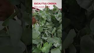 Eucalyptus Cinerea na Den matej 2024 - Florea.cz