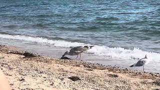 Seagull Eating a Fish 🐦🐠