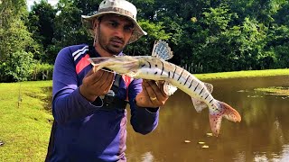 Swamp fishing for Tiger shovelnose catfish and  Hoplias malabaricus (Wolf fish)