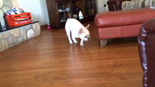 French Bulldog finds stash of toys under the sofa