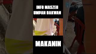 galatama lele||umpan bakwan #shorts