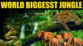 World Biggest Jungle | INFO TREND TV