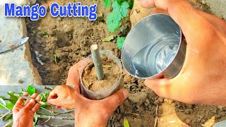 Mango cutting/Mango Propagation from cutting/Quick Budding no fungus/Grow mango from cuttings/mango