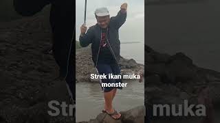 strrek ikan kerapu barongsai