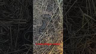 Two camouflaged garter snakes @dayhikingandherpingdudes