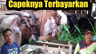 Akhirnya....???Terbayarkan||Kambingnya Terjual 11 Ekor