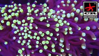 Euphyllia Glabrescens - Факельная эуфиллия