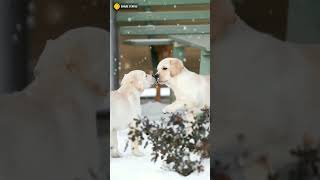 Cute dogs 🐕 # Funny videos # Earth on incredible 🌍#.