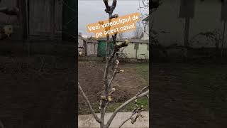 Momentul optim pentru aplicarea uleiului horticol #youtubeshorts #gradina #pomifructiferi