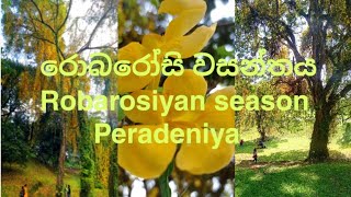 පේරාදෙණිය වසන්තය#blooming season#universityofperadeniya