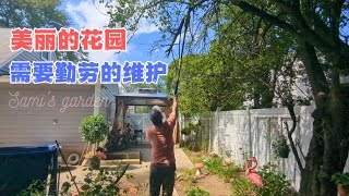 八月底整理花园/美丽的花园需要勤劳的维护#种花养花