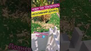 ПІДПИШИСЬ SUBSCRIBE#garden#homegarden#дімісад#garden#plants#shorts #youtubevideos #клумба #igła#хвоя