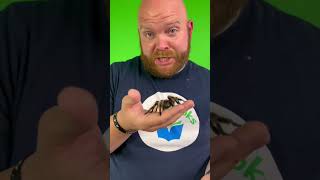 Filming with spiders can be hard! #spiders #spider