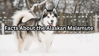 Facts About the Alaskan Malamute