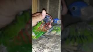 Simpson lory parrot