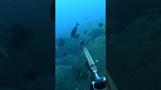 #shorts #youtubeshorts #fish #shortvideo #spearfishing #fishing #asmr #kina #pestcontrol