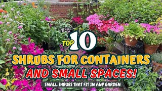 TOP 10 SHRUBS for CONTAINERS and SMALL SPACES! 🌺🌱🌼 // Gardening Ideas