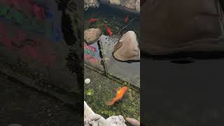 Fish in the Pond