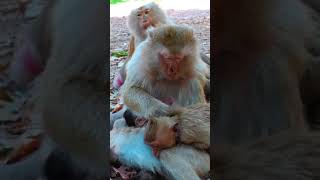 Ep236. Cute Monkey Goes Bananas in Adorable Viral Video!