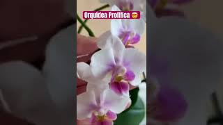 ✅Orquídea Prolífica con varios Keikis🌱🌱🌱🌸#shorts#phalaenopsisorchid#prolific#keikis#viralvideo