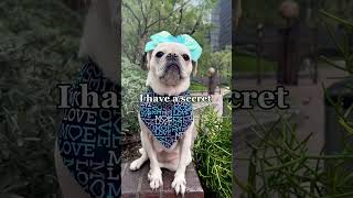 I have a secret 🤫 #dog #pug #shorts