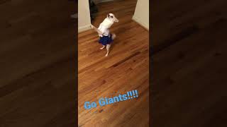 Go Giants!! #nygiants #dogs