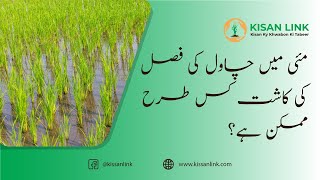 چاول کی فصل کاشت کرنے کا طریقہ